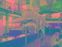 IMGP2864 edited (Medium)